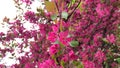 Spring blooming tree, pink flowers tremble in the wind vertical shot