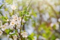 Spring Blooming tree wallpaper with white flowers in sunshine Royalty Free Stock Photo