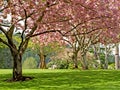 Spring blooming trees