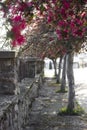 Spring blooming trees on old alley