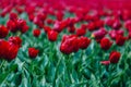 Spring blooming red tulip field in Netherlands in spring after rain. Colorful tulips Royalty Free Stock Photo