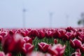 Spring blooming tulip field in Netherlands in spring after rain. Colorful tulips Royalty Free Stock Photo
