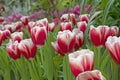Spring blooming tulip flowrs blossom scene