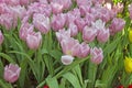 Spring blooming tulip flowrs blossom scene