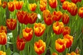 Spring blooming tulip flowrs blossom scene