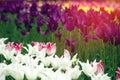 Spring blooming tulip flowrs blossom scene. Tulips in spring blooming garden. Spring tulips flowers bloom. Background., Copy space