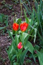 Colorful Tulip Flowers, Lilioideae Tulipa Royalty Free Stock Photo