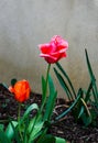 Red Tulip Flowers, Lilioideae Tulipa Royalty Free Stock Photo