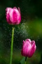 Spring blooming tulips under sun Royalty Free Stock Photo