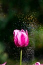 Spring blooming tulips under sun Royalty Free Stock Photo