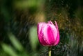 Spring blooming tulips under sun Royalty Free Stock Photo