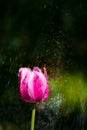 Spring blooming tulips under sun Royalty Free Stock Photo