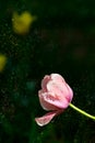 Spring blooming tulips under sun Royalty Free Stock Photo