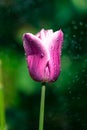 Spring blooming tulips under sun Royalty Free Stock Photo