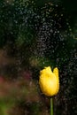 Spring blooming tulips under sun