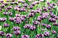 Spring blooming tulips under sun Royalty Free Stock Photo