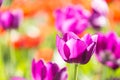 Spring blooming tulips under sun Royalty Free Stock Photo