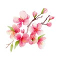 Spring blooming Twig. Pink cherry blossoms flowers. watercolor illustration
