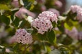 Spring blooming viburnum carlesii or korean spice viburnum with