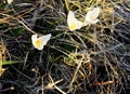 Spring blooming white crocuses