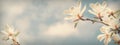 Spring blooming white magnolia flowers against the magic clouds sky. Vintage banner Royalty Free Stock Photo