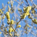 Spring blooming willow tree Royalty Free Stock Photo