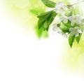 Cherry blossom. Blossom tree over nature background. Sacura cherry-tree. Spring flowers. Spring flowers pattern Royalty Free Stock Photo