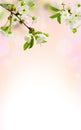 Cherry blossom. Blossom tree over nature background. Sacura cherry-tree. Spring flowers. Spring flowers pattern Royalty Free Stock Photo