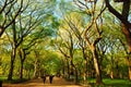 Spring Blooms in Central Park