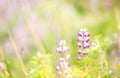 Spring blooms of lupin and coastal grasses