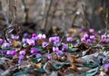 Spring blooms of pink cyclamens, Cyclamen hederifolium ivy-leaved cyclamen or sowbread in the forest
