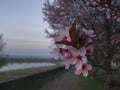 Spring blooms on the promenade in Bosanski Brod Royalty Free Stock Photo