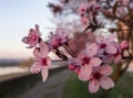 Spring blooms on the promenade in Bosanski Brod Royalty Free Stock Photo