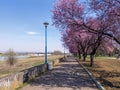 Spring blooms on the promenade in Bosanski Brod Royalty Free Stock Photo