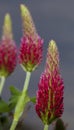 Spring blooms on red clover Royalty Free Stock Photo