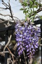 Spring Blooms Series - Wisteria vine