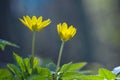 Spring blooms of yellow flowers primroses Ficaria verna