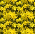 Spring blosom Seamless background with Mimosa flowers Royalty Free Stock Photo