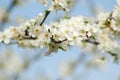 Spring blossom Royalty Free Stock Photo