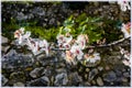 The spring blossom of the almond trees in village Abu Gosh , near Jerusalem, Israel