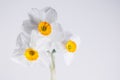 Spring blossom Amaryllidaceae flower in macro