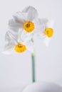 Spring blossom Amaryllidaceae flower in macro