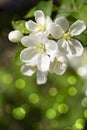 Spring blossom.Apple brunch.