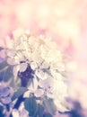 Spring blossom Royalty Free Stock Photo