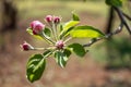 Spring Blossom Apple Tree Branch