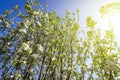 Blooming apple tree Royalty Free Stock Photo