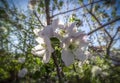 Blooming apple tree Royalty Free Stock Photo