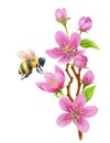 Spring blossom apple tree pink flowers and bee collects nectar. Watercolor clipart for greeting card or invitation