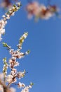 Spring blossom of apricot flowers