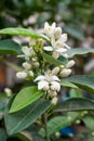 Spring blossom of aromatic white orange tree flowers Royalty Free Stock Photo